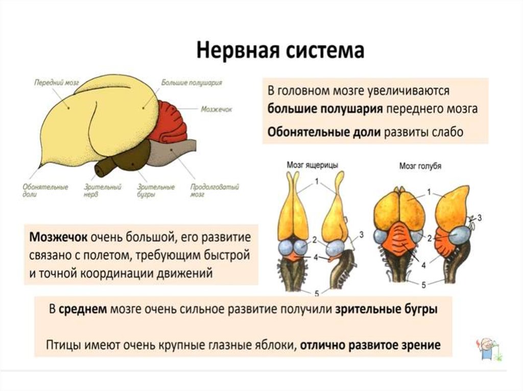 Состав головного мозга птиц