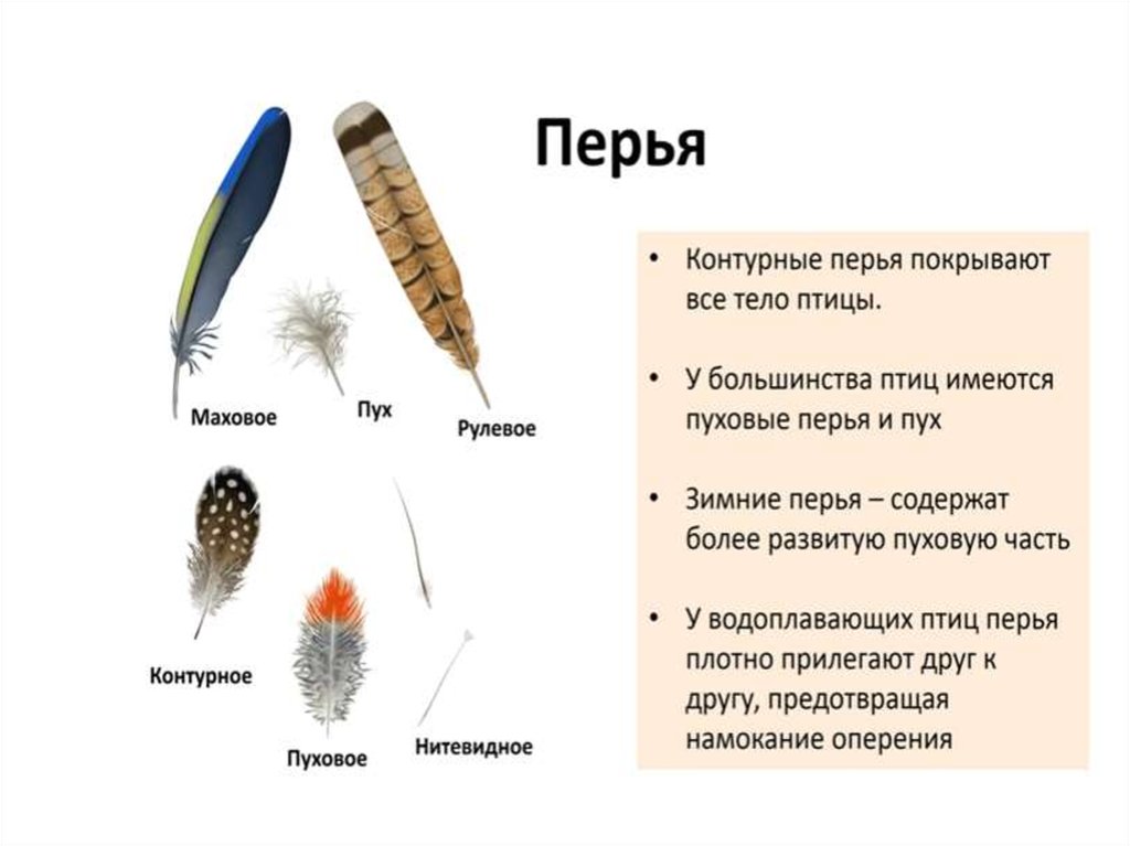 Сходства и различия контурного и пухового пера. Типы перьев. Перья птиц. Типы перьев у птиц. Маховые и рулевые перья.