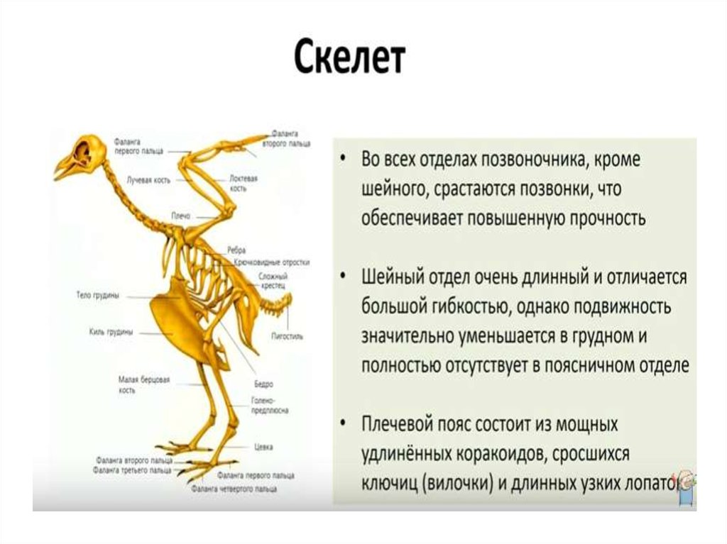 Класс птицы общая характеристика презентация 7 класс