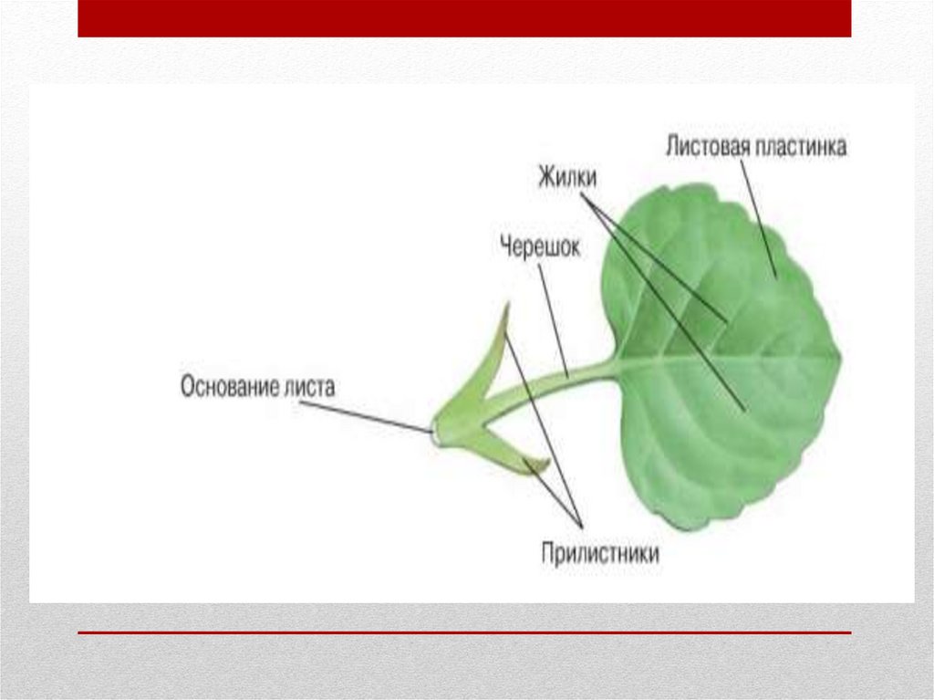 Внешнее и внутреннее строение листа лабораторная работа. Части листа биология 5 класс. Листовая пластинка 2 – черешок 3 – жилка. Внешнее строение листа 6 класс биология. Биология 6 кл строение листа.