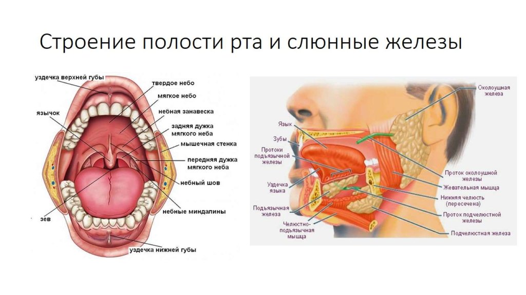 Содержимое полости рта. Строение ротовой полости сбоку. Строение лица человека анатомия слюнных желез. Строение ротовой полости человека анатомия. Полость рта.зубы.язык слюнные железы.
