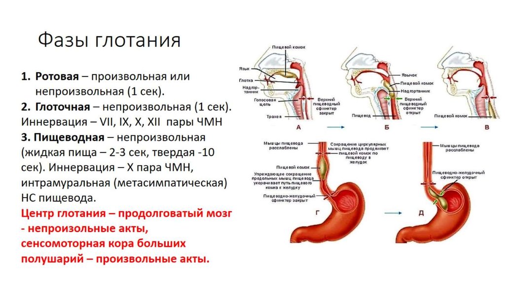 Фазы глотания