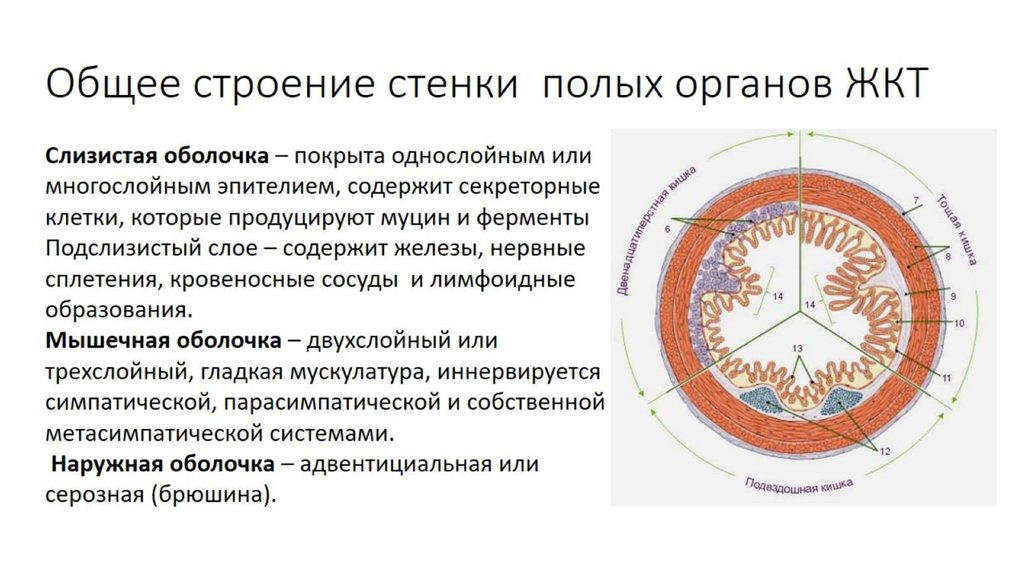 Общий план строения стенки пищеварительной трубки таблица