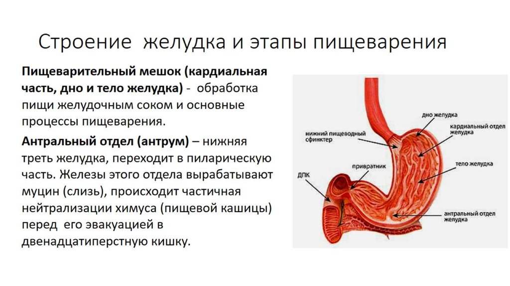 Строение желудка и этапы пищеварения