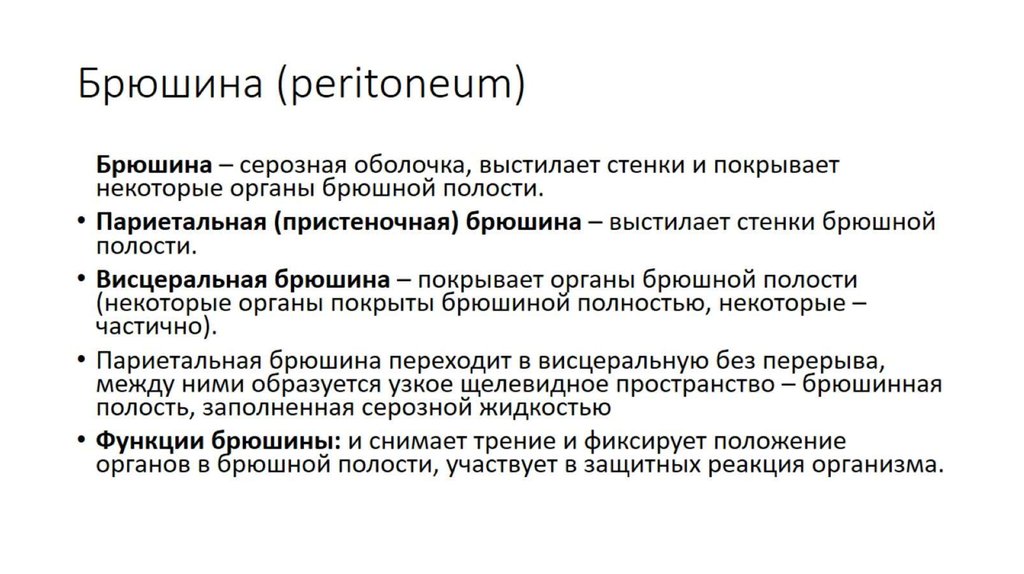 Брюшина (peritoneum)