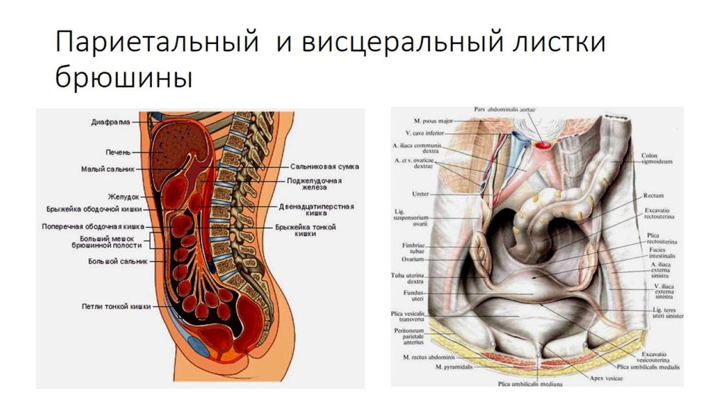 Париетальная и висцеральная брюшина