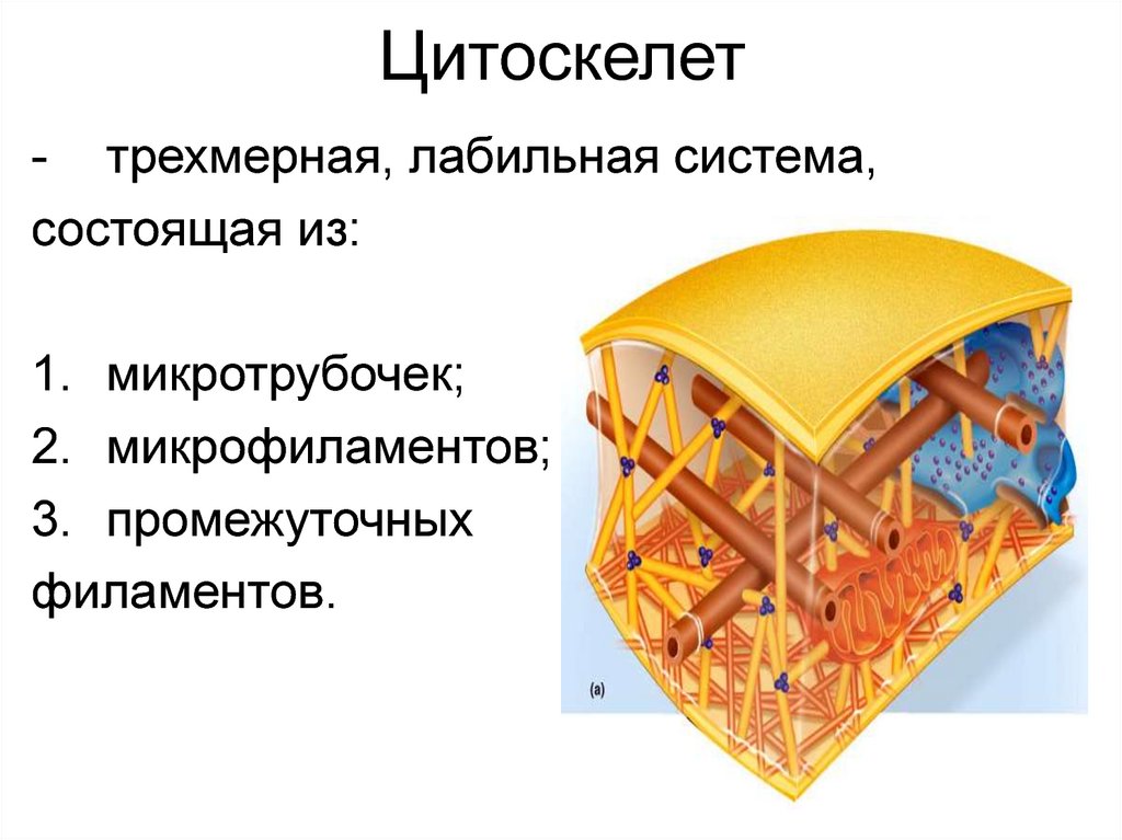 Цитоскелет. Функциональная морфология цитоскелета. Строение и функции цитоскелета. Цитоскелет образован. Цитоскелет строение.