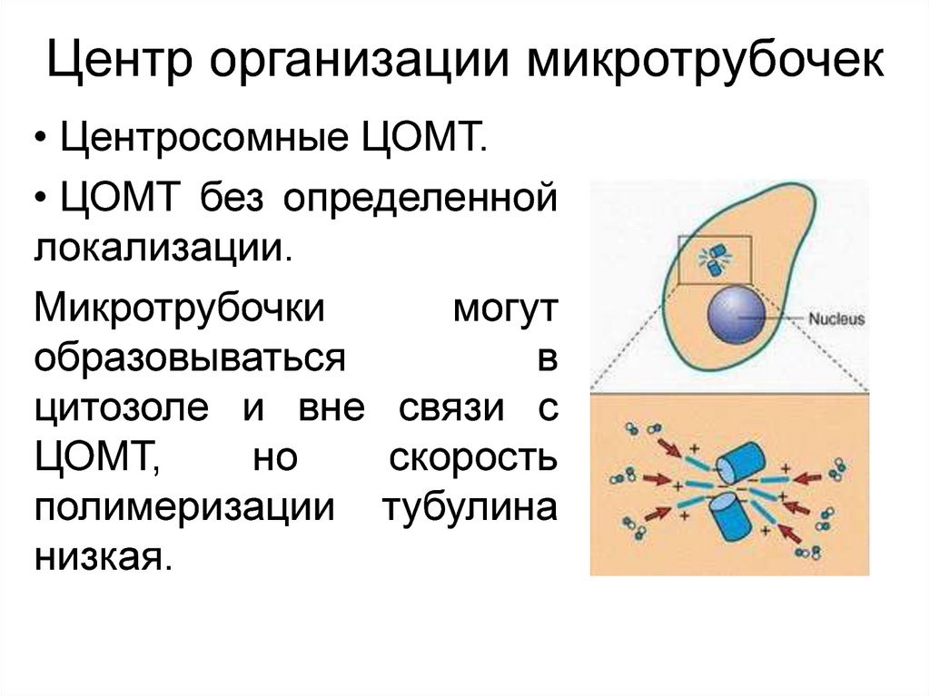 Вне связи. Центр организации микротрубочек. Центром организации (полимеризации) микротрубочек является. Центр образования микротрубочек. Клеточный центр ЦОМТ.