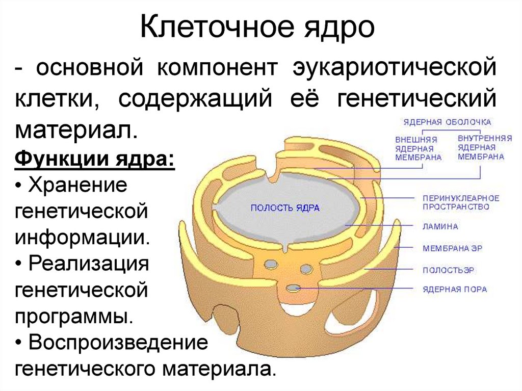 Компоненты ядра клетки. Морфология ядра клетки.. Главный компонент ядра клетки. Функциональная морфология ядра. Ядро его основные компоненты.