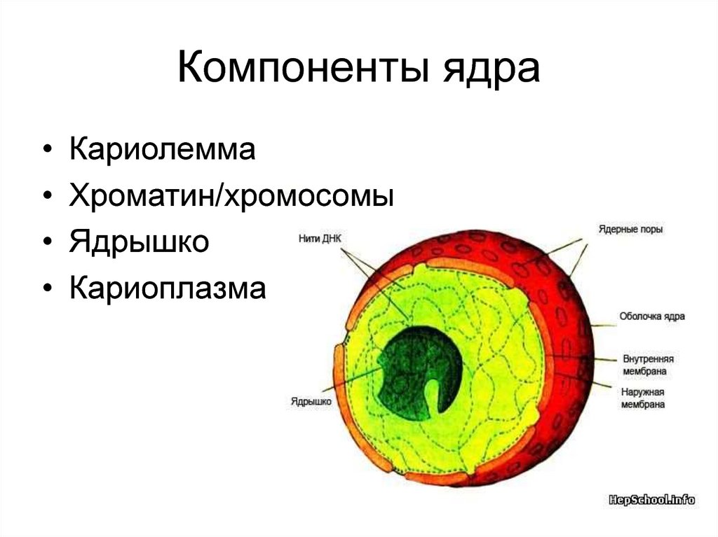 Белки ядра клетки