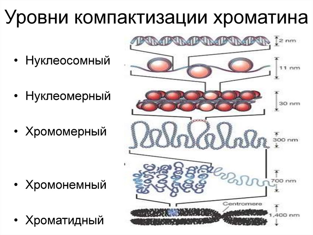 Схема упаковки днк