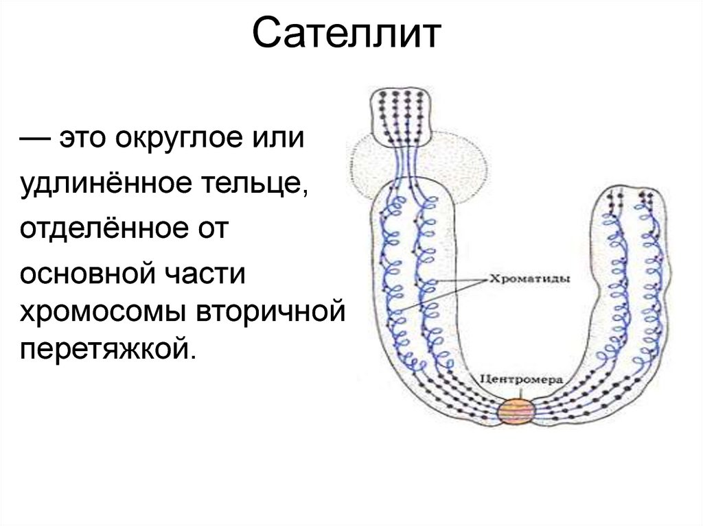 Сателлит это. Сателлиты вторичная перетяжка у хромосом. Сателлитный. Участок хромосомы отделенный вторичной перетяжкой. Сателлит.