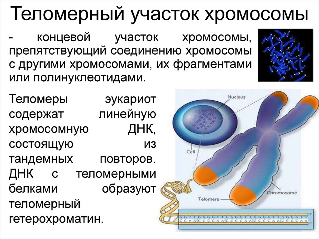 Что такое хромосомы. Теломеры хромосом. Строение хромосомы теломеры. Концевые участки хромосом. Теломерных участков хромосом.