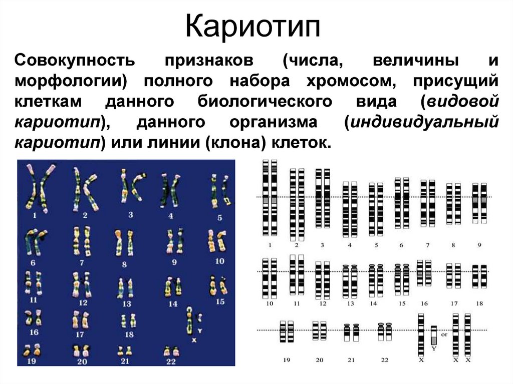 Хромосомный набор клеток мужчин. Кариотип набор хромосом 2n2c. Набор хромосом, геном, кариотип.. Хромосомный набор кариотип человека. Кариотип совокупность признаков набора хромосом.