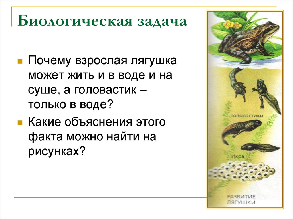 В связи с жизнью на суше. Задачи лягушки. Головастики лягушек. Где живут лягушки. Где обитают головастики.