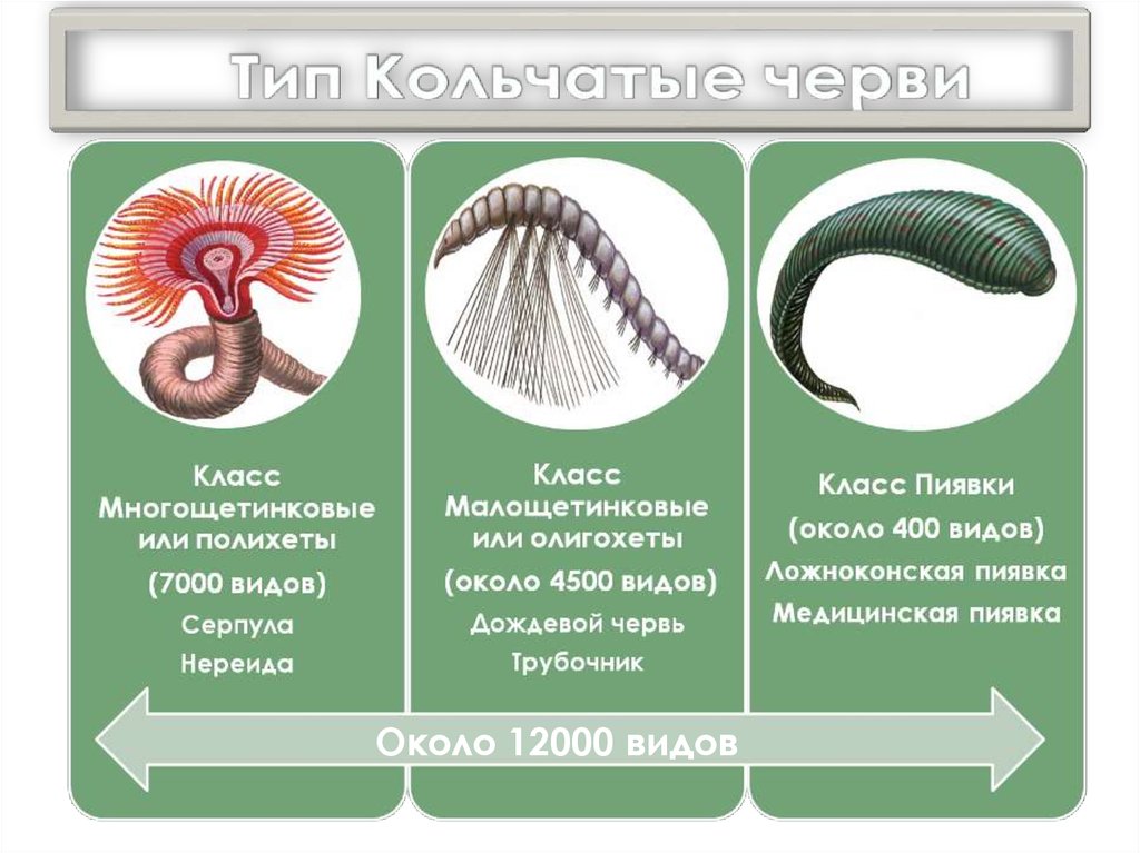 Чем представлены черви. Кольчатые черви черви. Тип кольчатые черви 7 класс биология. Схема классы кольчатых червей. Тип круглые черви и кольчатые черви.