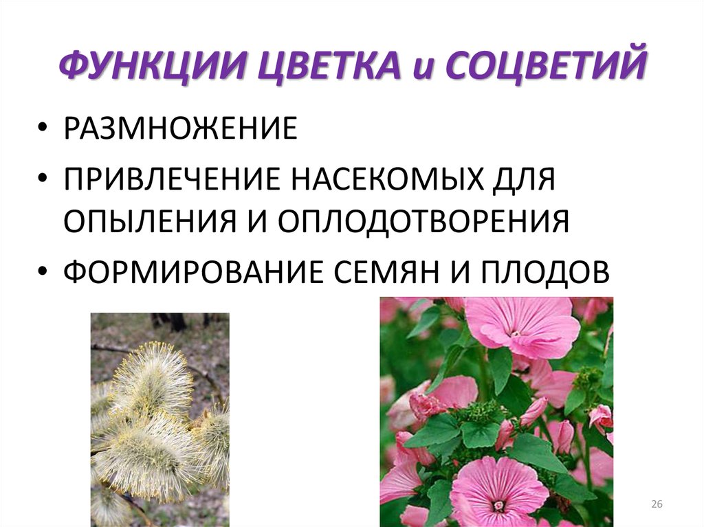 Цветок функции кратко. Функции цветка растения. Основная функция цветка. Цветок строение и функции. Основная функция цветка растения.