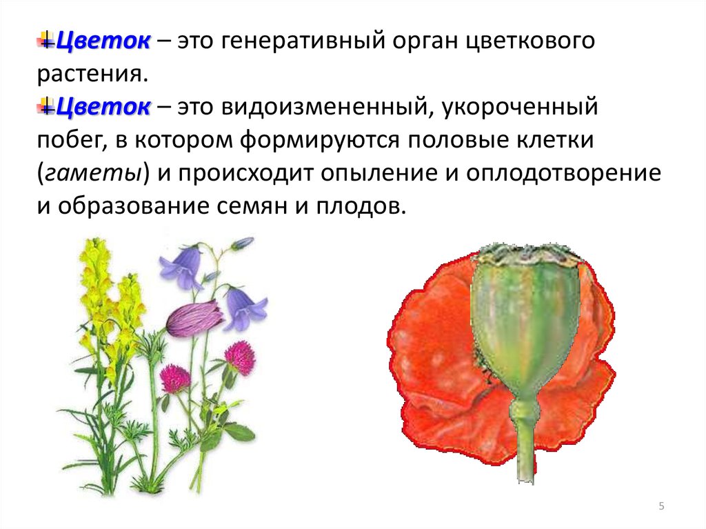 Цветок плод семя органы служащие для. Органы цветка. Генеративные органы цветкового растения. Цветок - это генеративный орга. Генеративные органы цветка.