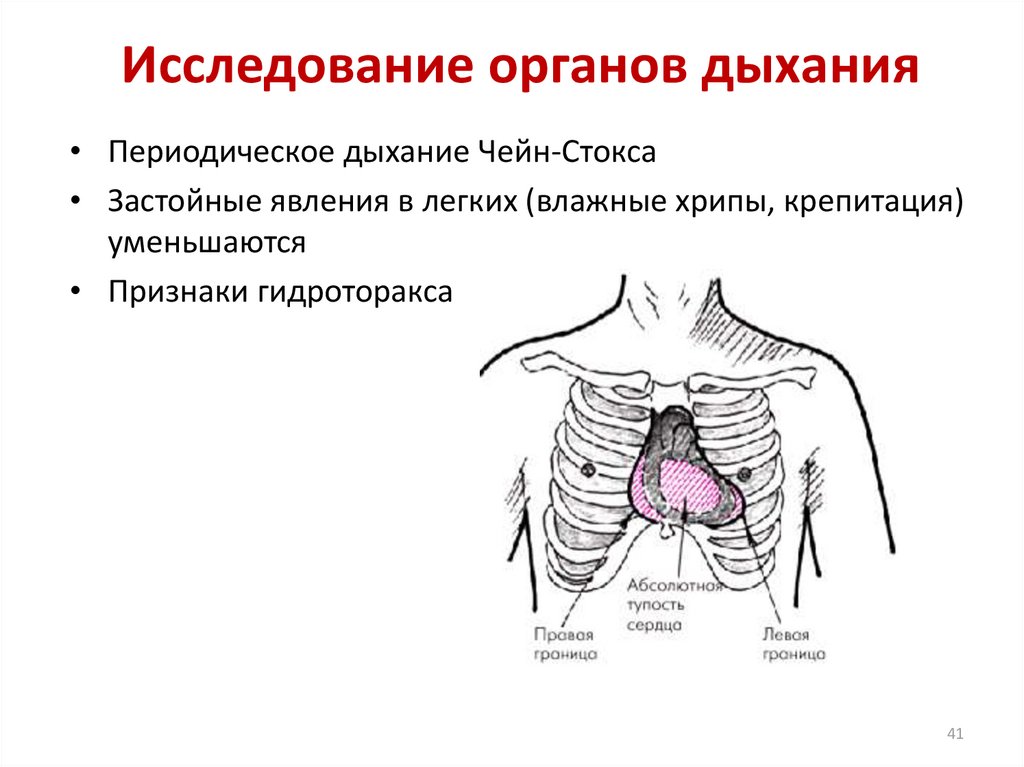 Влажное легкое. Исследование органов дыхания пропедевтика. Осмотр системы органов дыхания. Схема исследование дыхания. Схема осмотра органов дыхания.