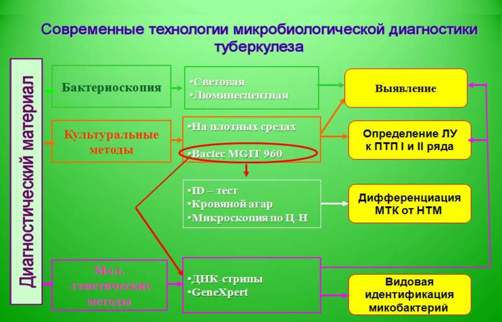 Схема бактериологической диагностики туберкулеза