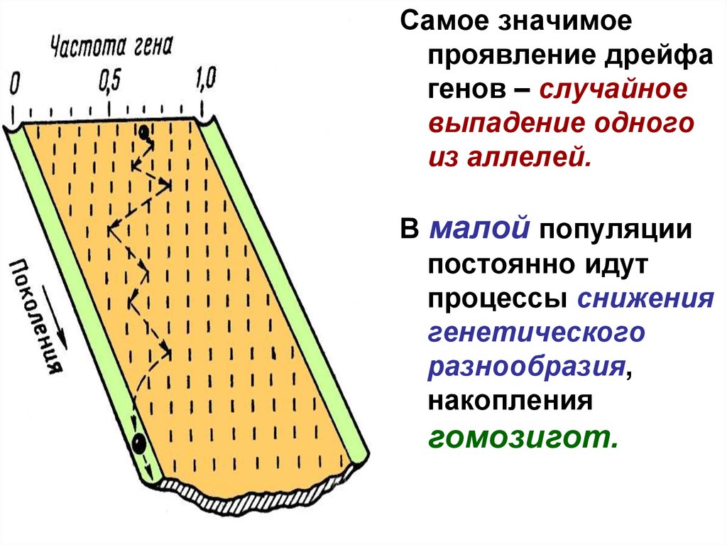 Ген случайных. Малые популяции.