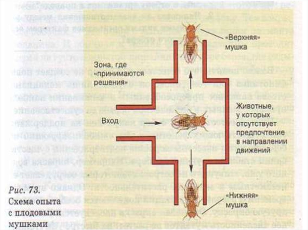 Опыт с мухой. Схема опыта с плодовыми мушками. Эксперимент с мухами.