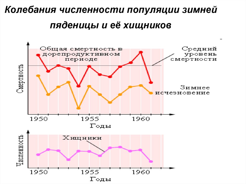 Колебания численности. Колебания численности популяции. Сезонные колебания численности. Причины колебания численности популяций. Колебания численности сосновой пяденицы.