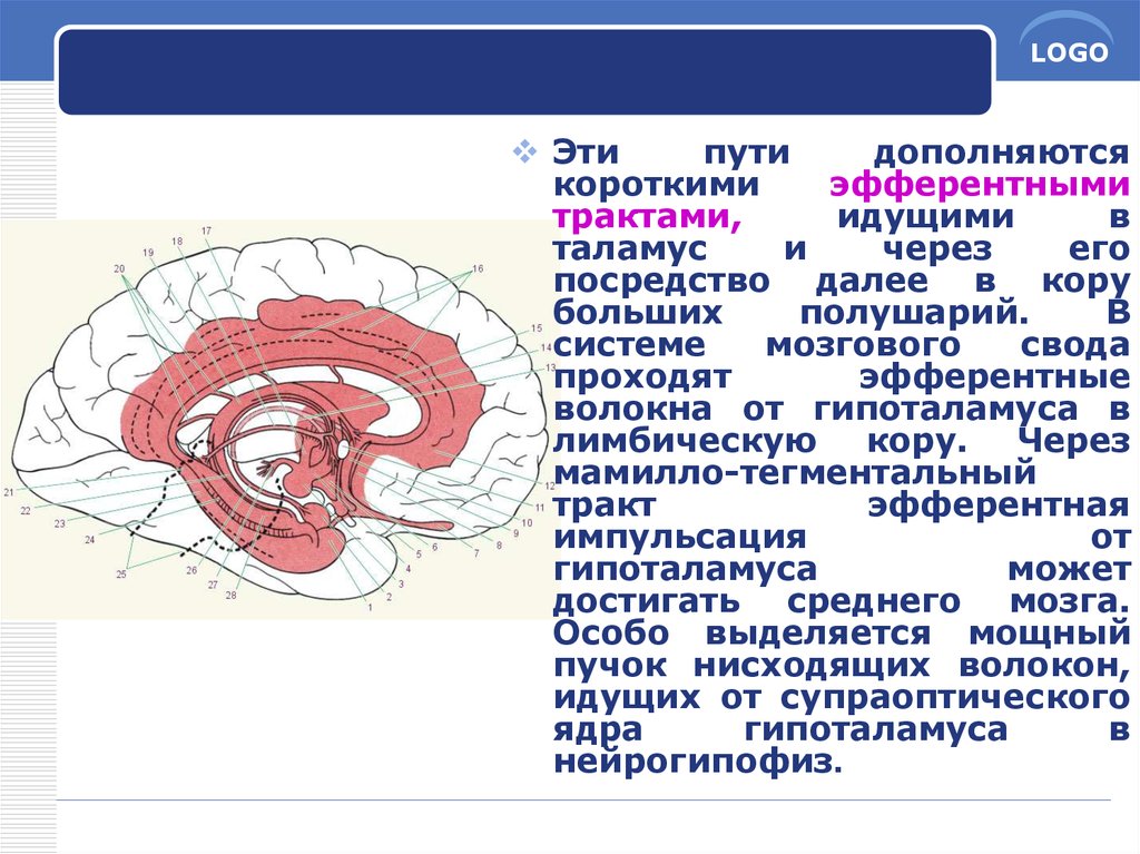 Пути промежуточного мозга. Эфферентные пути таламуса. Первичный мозговой свод архипаллиум впервые появляется у.