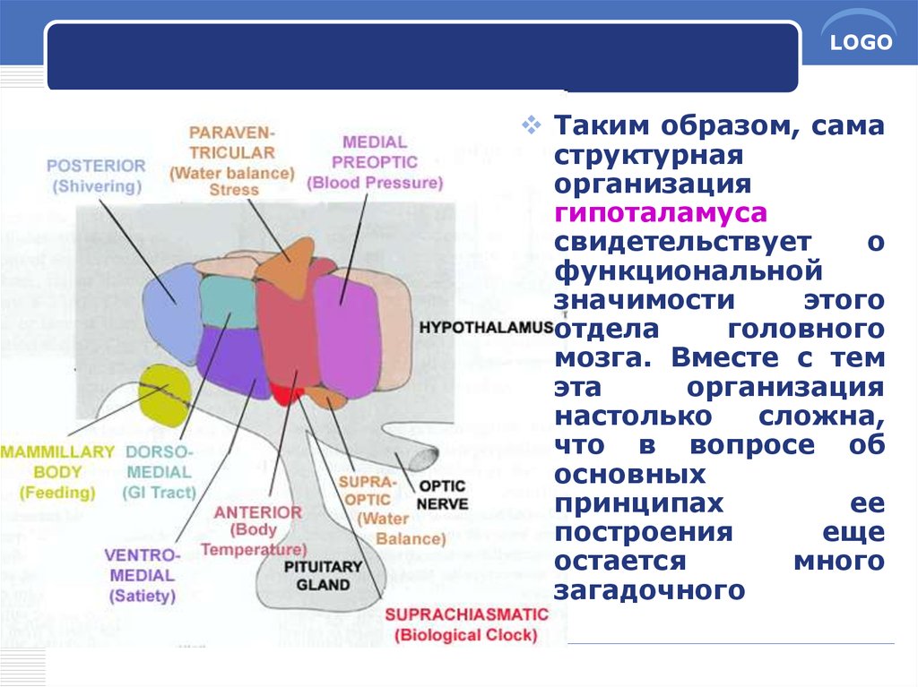 Рефлексы промежуточного мозга человека. Серое вещество промежуточного мозга. Промежуточный мозг презентация. Передний бугорок таламуса. Строение промежуточного мозга человека.