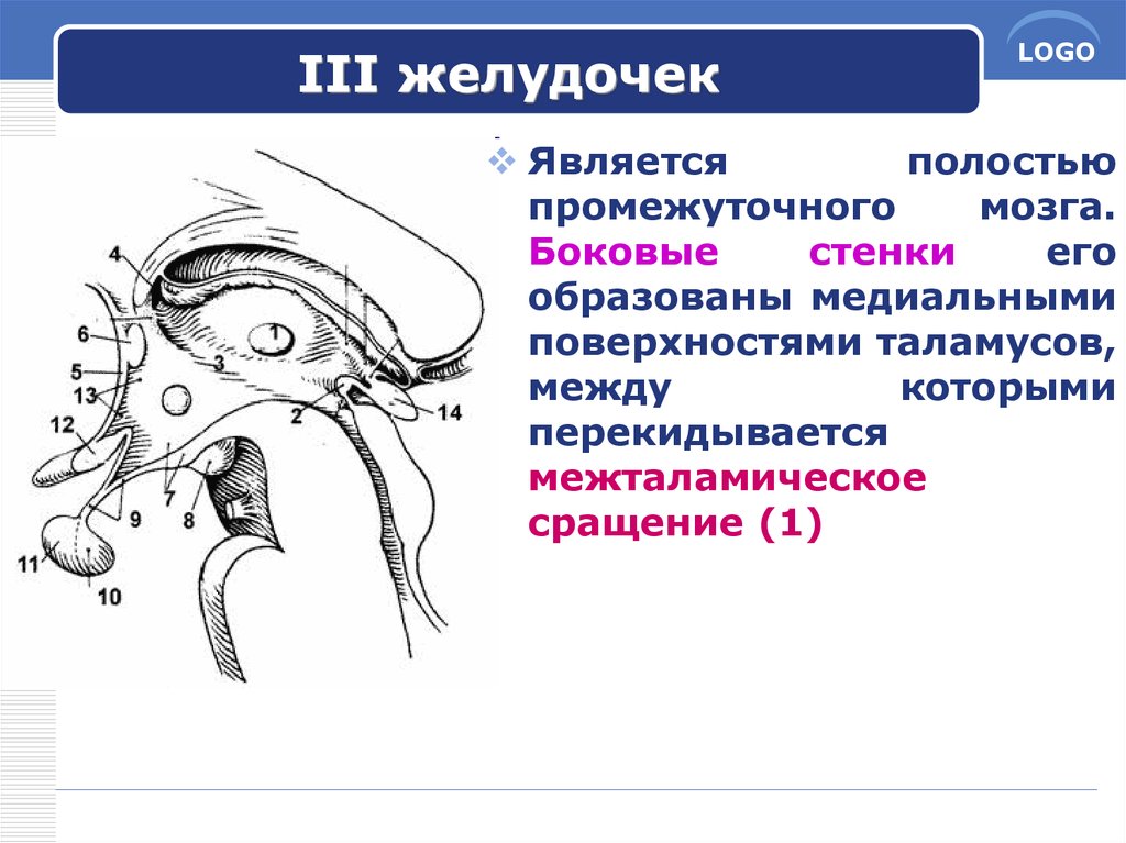 3 желудочек. Полостью промежуточного мозга является желудочек. Третий желудочек промежуточного мозга функции. Промежуточный мозг. III-желудочек.. Промежуточный мозг 3 мозговой желудочек.