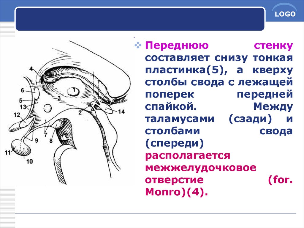 Какой цифрой на рисунке обозначен промежуточный мозг