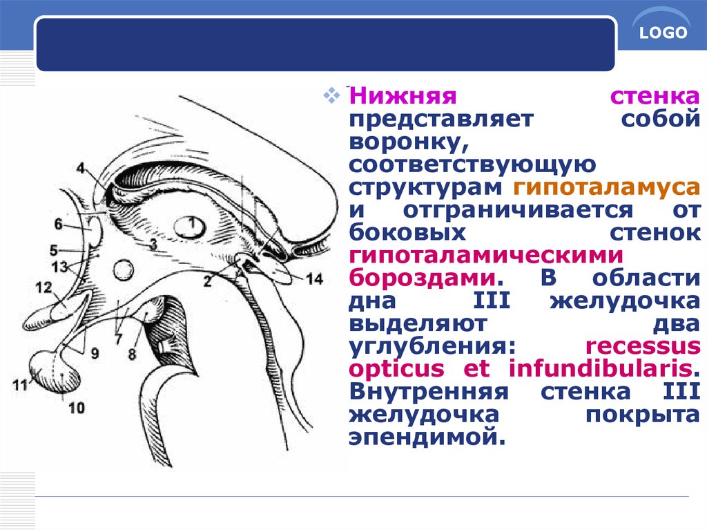 Какой цифрой на рисунке обозначен промежуточный мозг