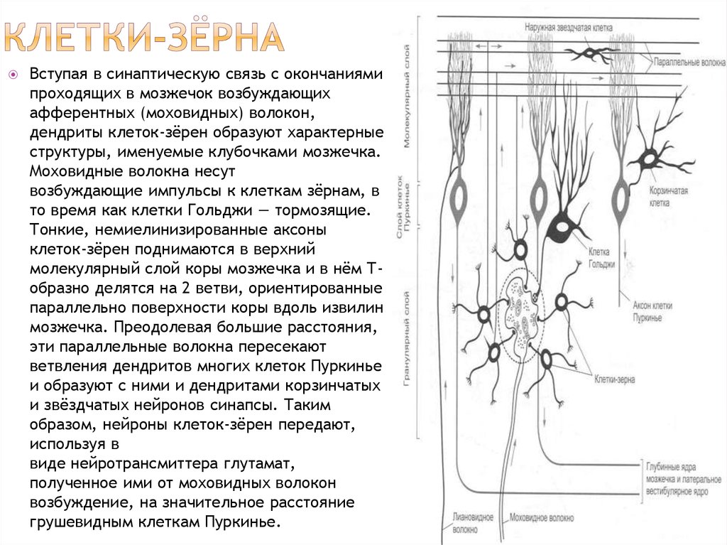 Схема взаимодействия нейронов в коре мозжечка