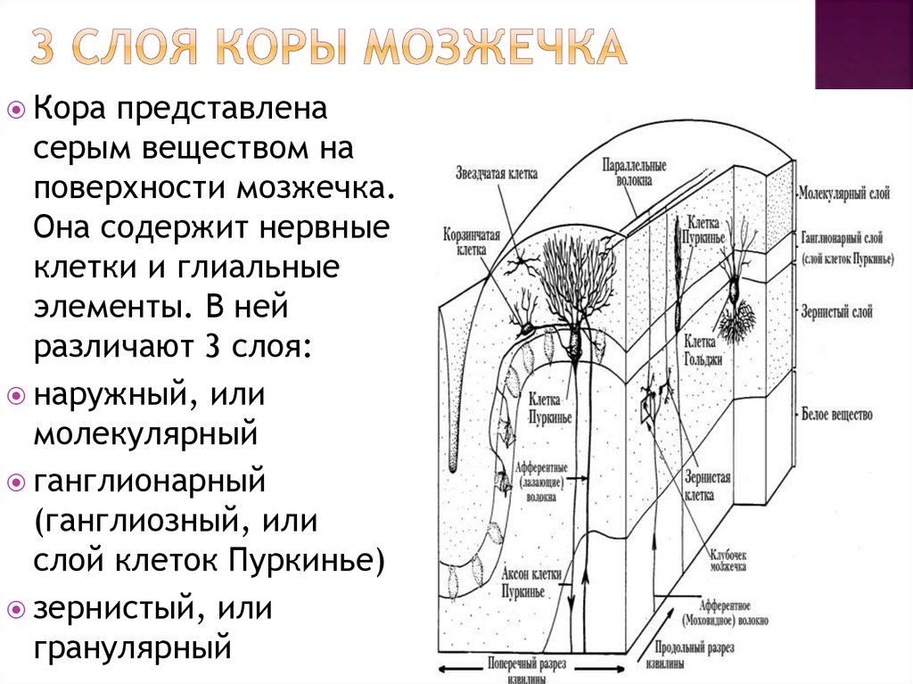 Внутренний слой коры