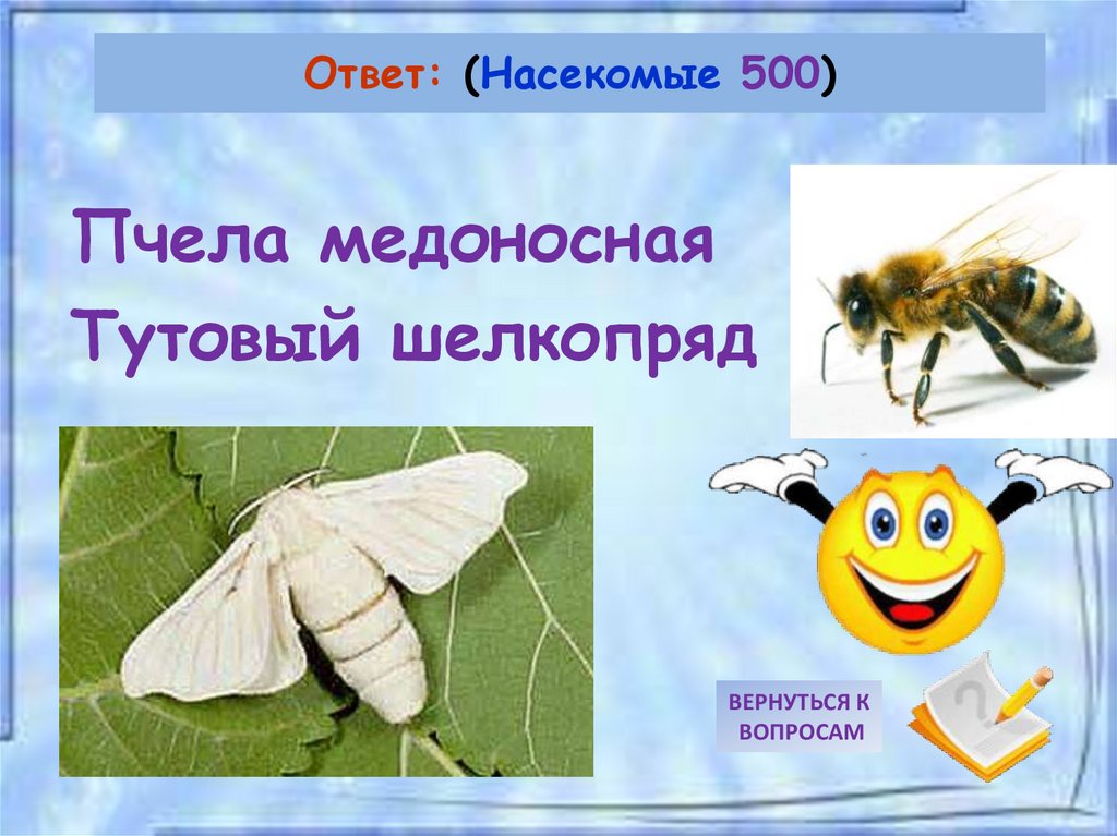 Насекомые ответ. Медоносная пчела и тутовый шелкопряд. Сравните медоносную пчелу и тутового шелкопряда. Насекомые отвечают на вопрос кто.