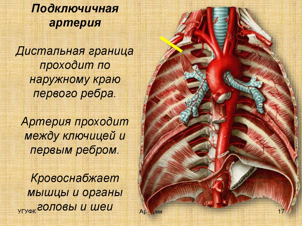 Артерия презентация