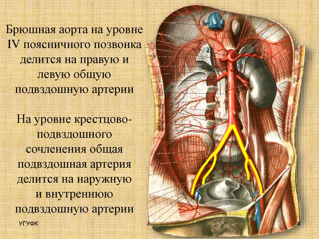 Артерия брюшного отдела