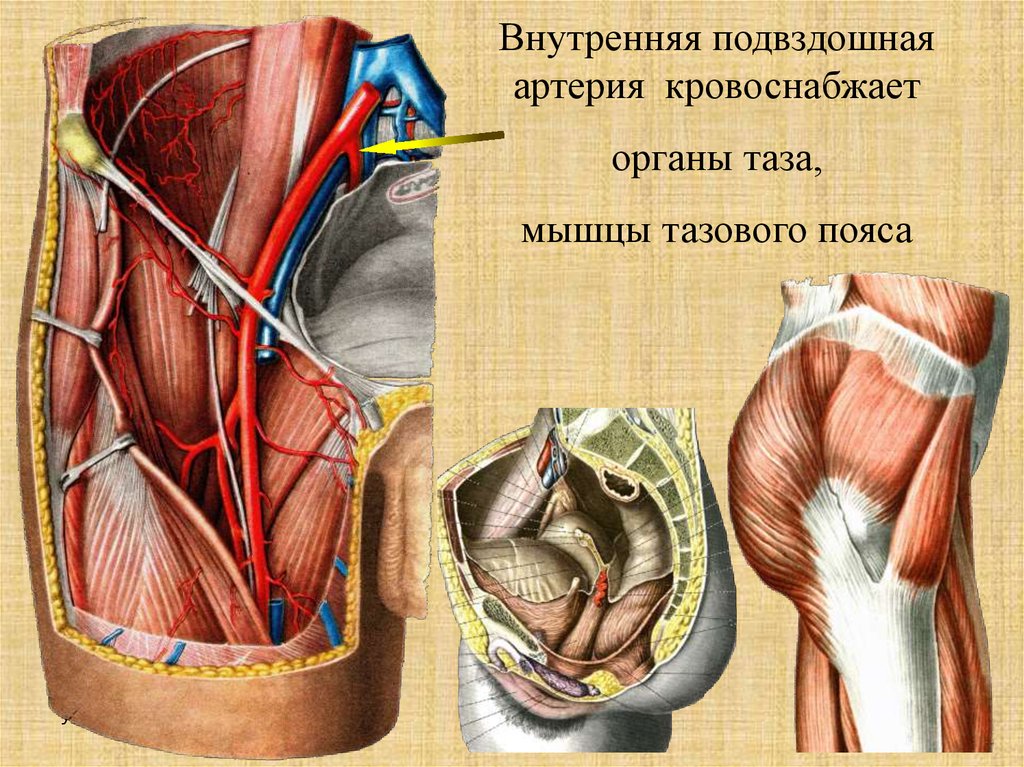 Подвздошная артерия рисунок