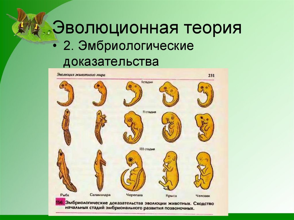 Доказательства эволюции животных