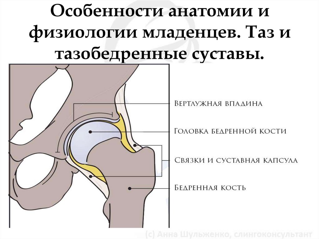 Вертлужная впадина бедра