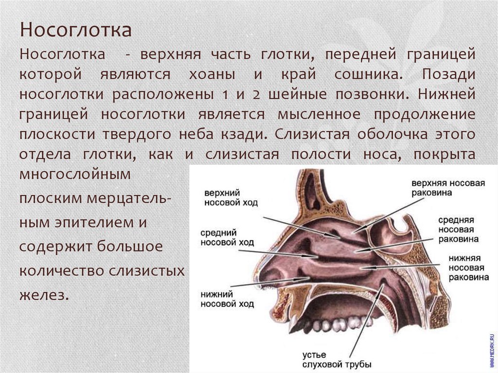 Отверстие носоглотки. Полость носа анатомия строение и функции. Носовая полость строение хоаны. Полость носа носоглотка ротоглотка. Строение носовой полости и носоглотки.
