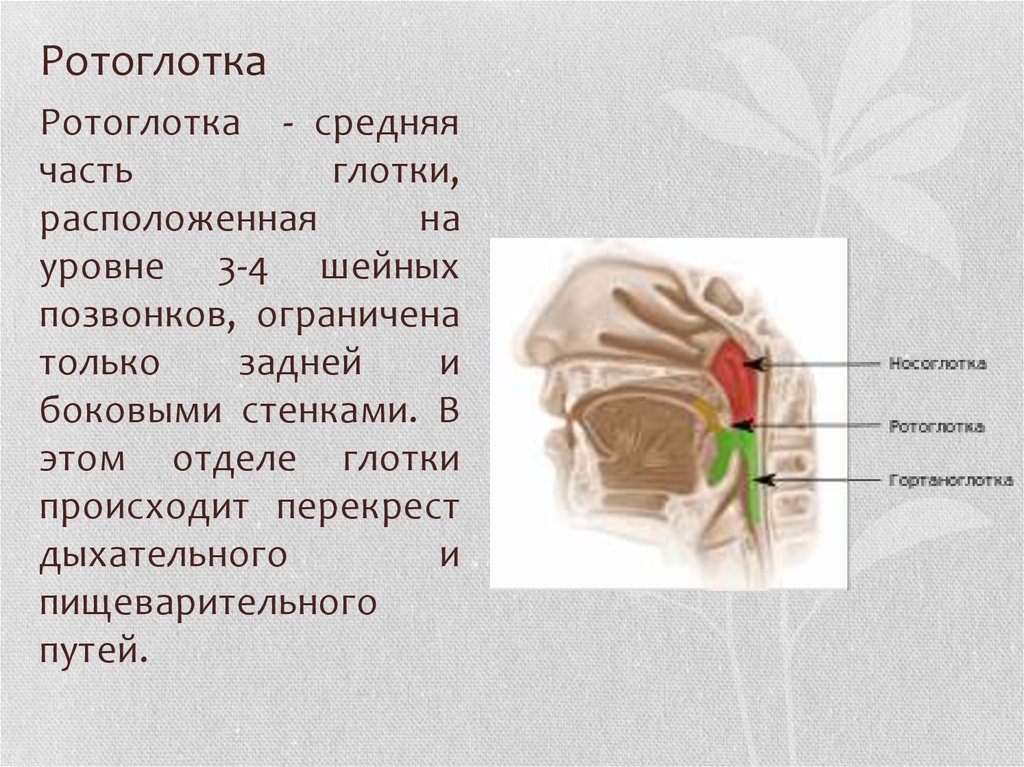 В глотке имеются. Ротоглотка гортаноглотка строение. Носоглотка ротоглотка гортаноглотка строение. Строение ротоглотки анатомия. Ротовая часть глотки функции.
