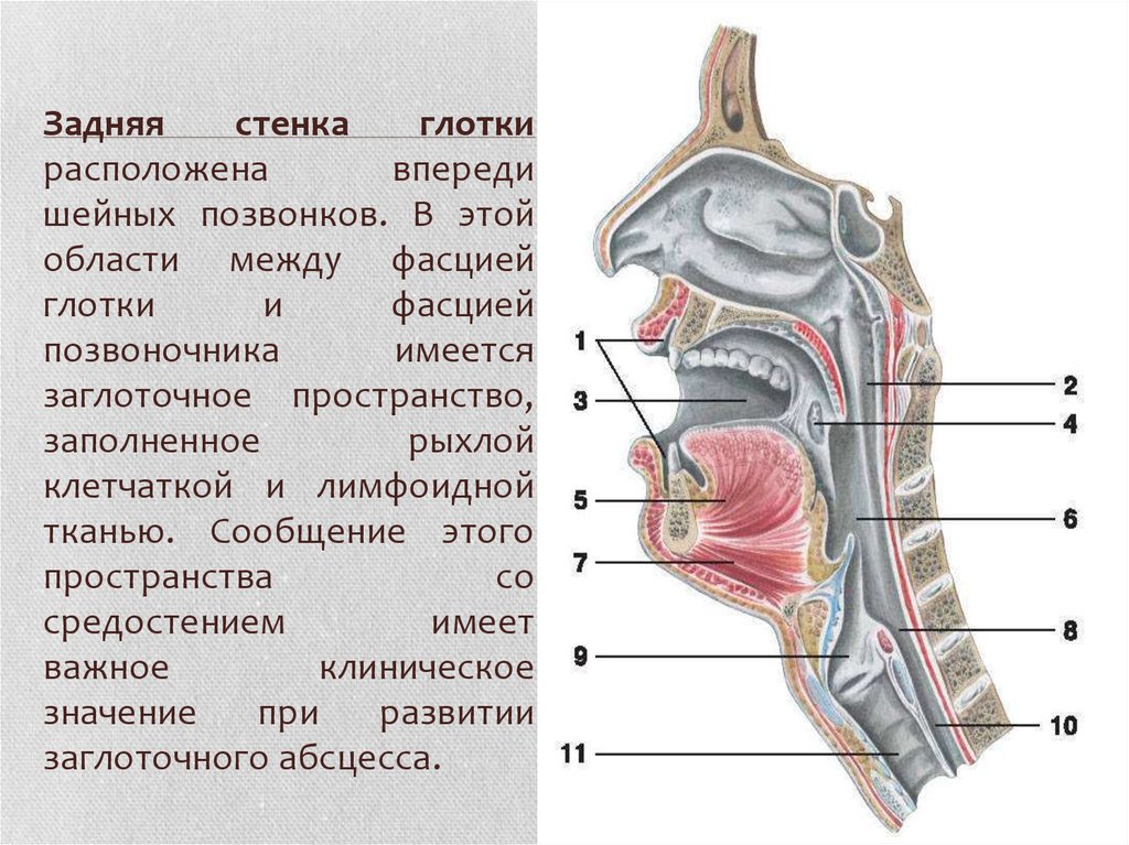Глоток простой. Задняя стенка ротоглотки анатомия. Анатомия глотки и носоглотки. Ротоглотка гортаноглотка строение. Клиническая анатомия заглоточного пространства.