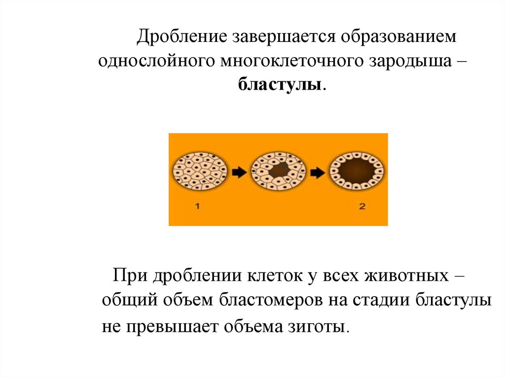 Бластула у человека образуется в результате