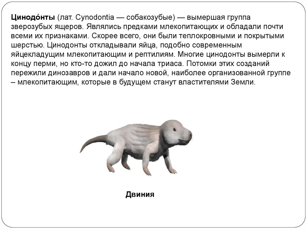 Зверозубый ящер описание. Цинодонты цинодонты. Предок всех млекопитающих. Предки млекопитающих зверозубые ящеры. Предками млекопитающих являются.
