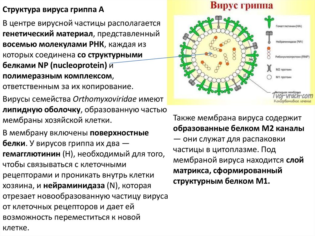 Группа вирусов гриппа