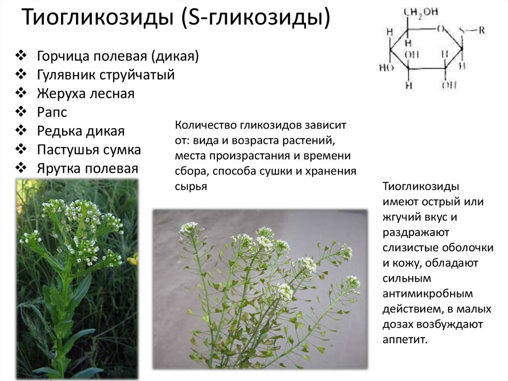 Тело высших растений состоит. S-гликозиды. Растения, содержащие тиогликозиды. Пастушья сумка соцветие. Гликозиды в растениях.