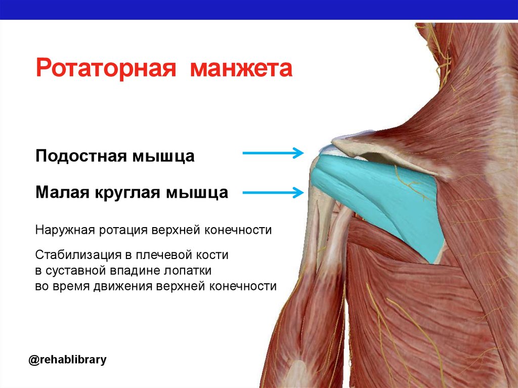 Плече це. Ротаторная манжета плечевого сустава. Ротаторная манжета плечевого сустава мышцы. Мышцы вращатели плечевого сустава. Сухожилие подостной мышцы.