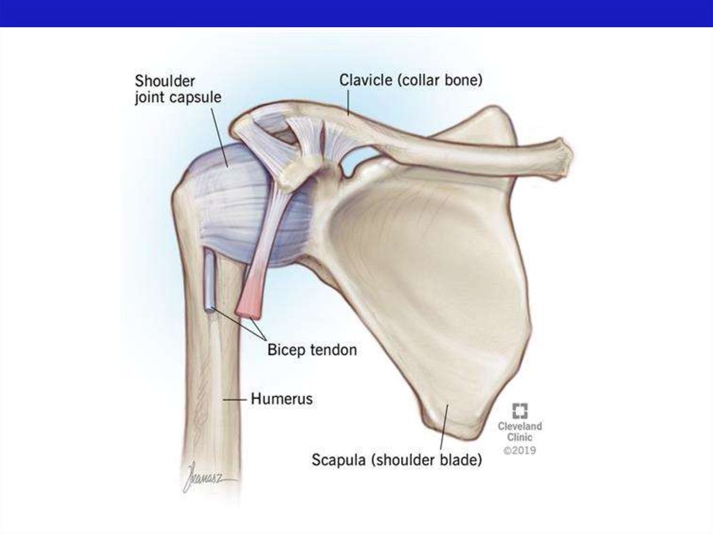 Капсула плечевого сустава. Плечевой сустав. Плечевой сустав анатомия. Чашечка плечевого сустава.