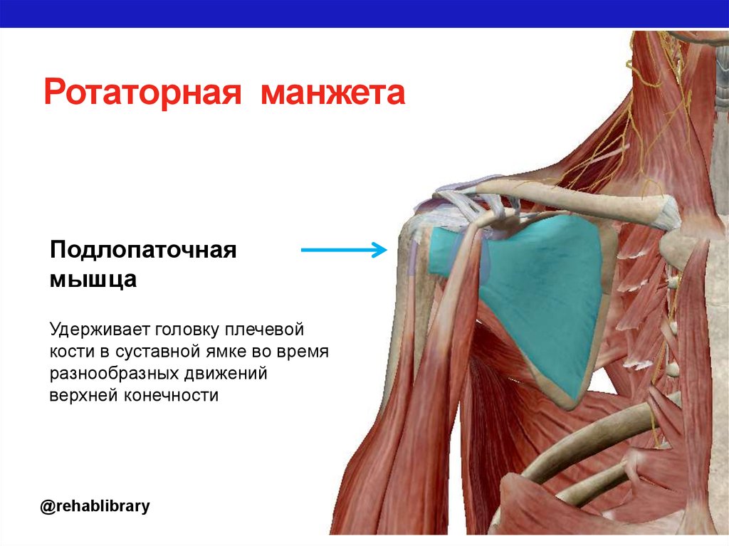 Повреждение сухожилия подлопаточной мышцы